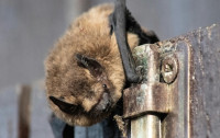 Bat ecology