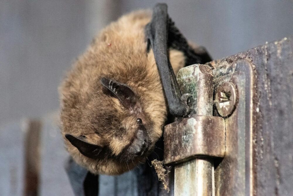 Bat-ecology