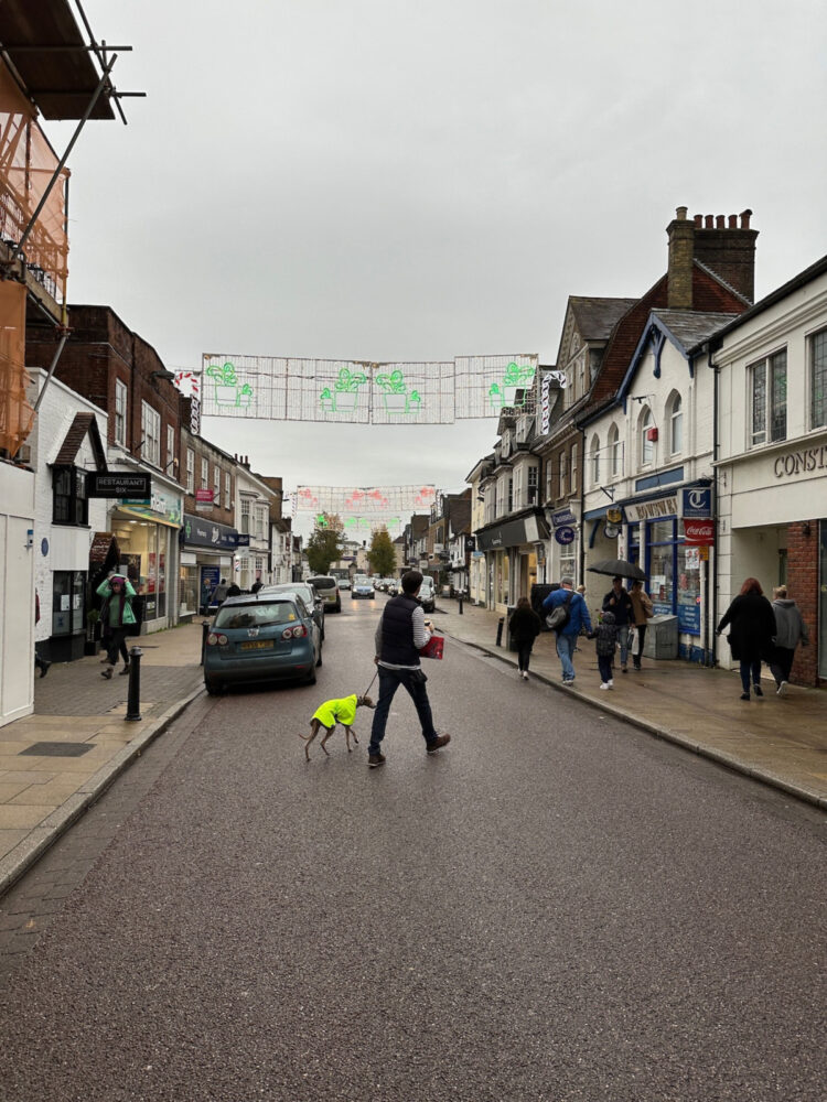Petersfield-walking-Archi-dog